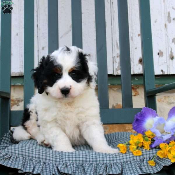 Rosalie, Mini Bernedoodle Puppy